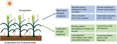 Pearl millet response to drought: A review